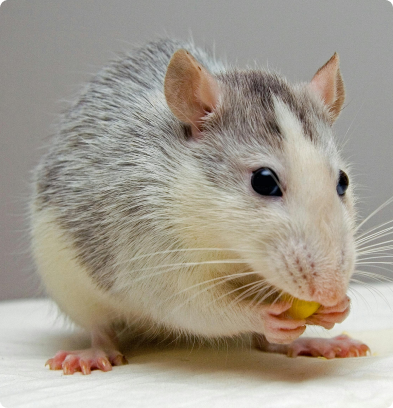 Rodent Exterminator