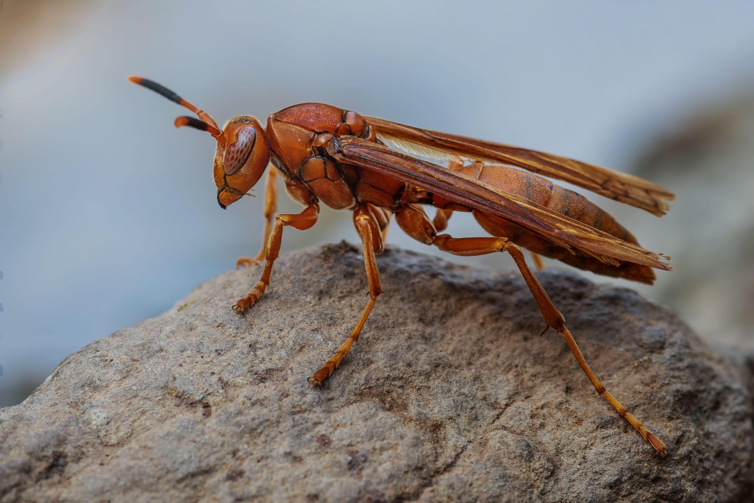 Detailed image of a red wasp perched on a stone, showcasing its intricate body and wings.