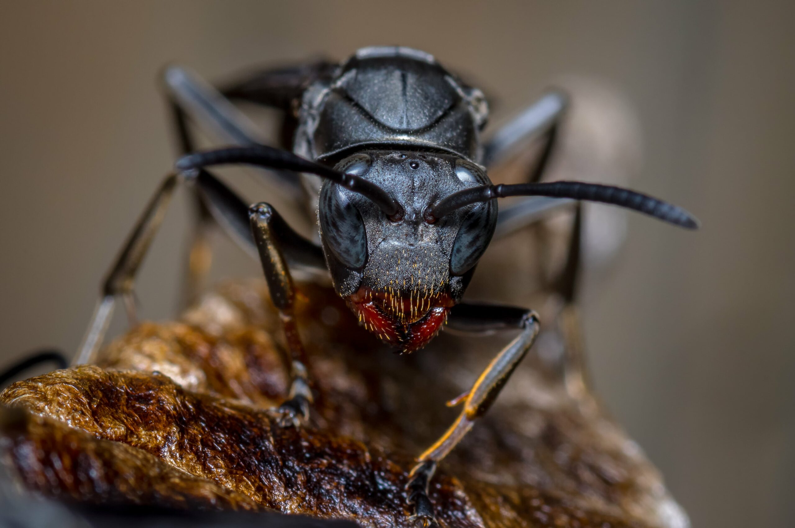 Close-up of a black wasp emerging from its hive.