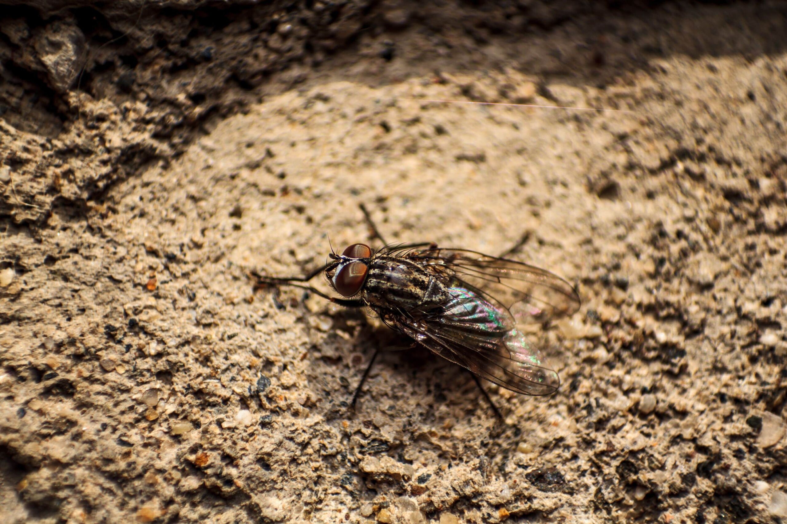 Close-up of a fly on a brown rough surface