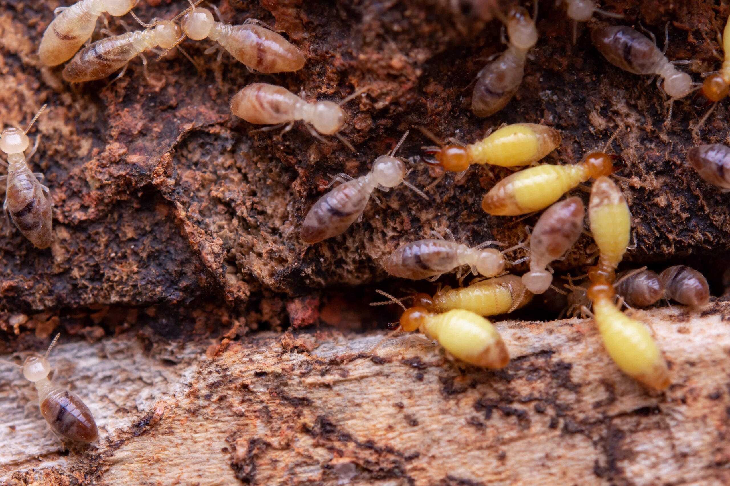 Termites crawling through decomposed wood, illustrating damage caused by a termite infestation.