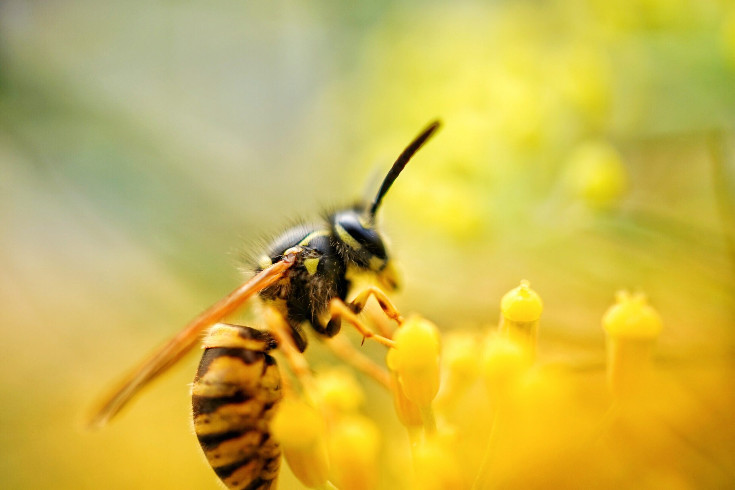 Detailed macro view of a yellow and black wasp collecting nectar from a flower