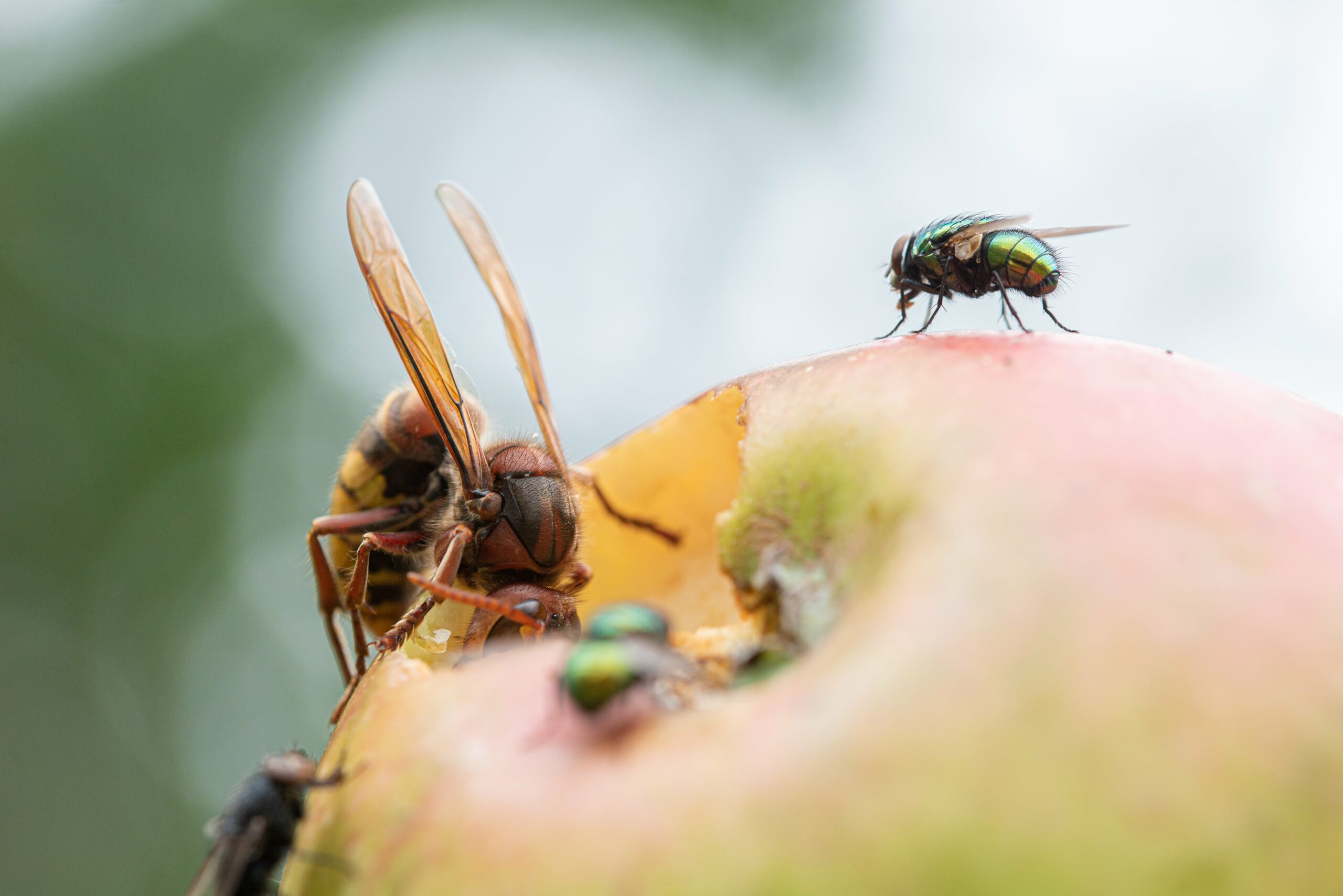 what keeps hornets away - Hornet feeding on a half-eaten apple with a fly perched nearby, captured in a natural outdoor setting.