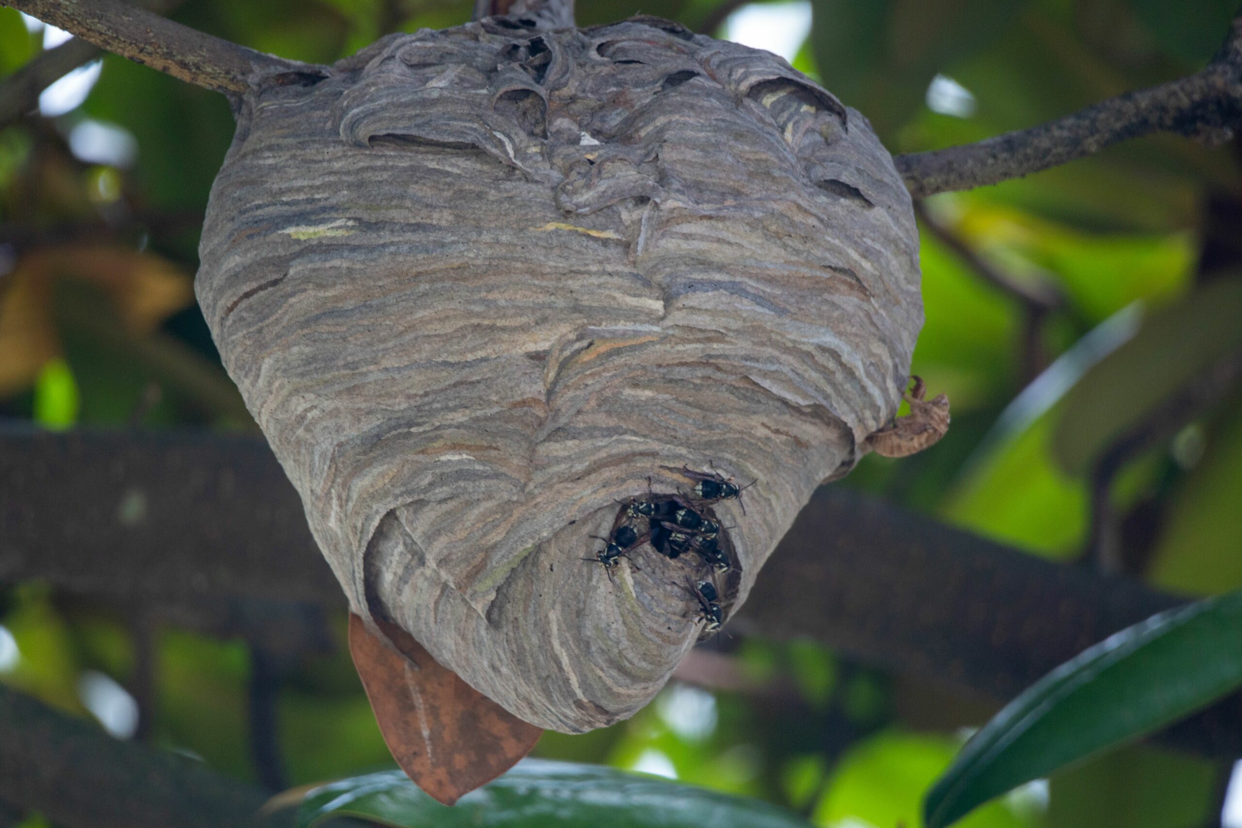 how to get rid of hornets naturally - Closeup shot of a hornet nest on a tree branch on the blurred background