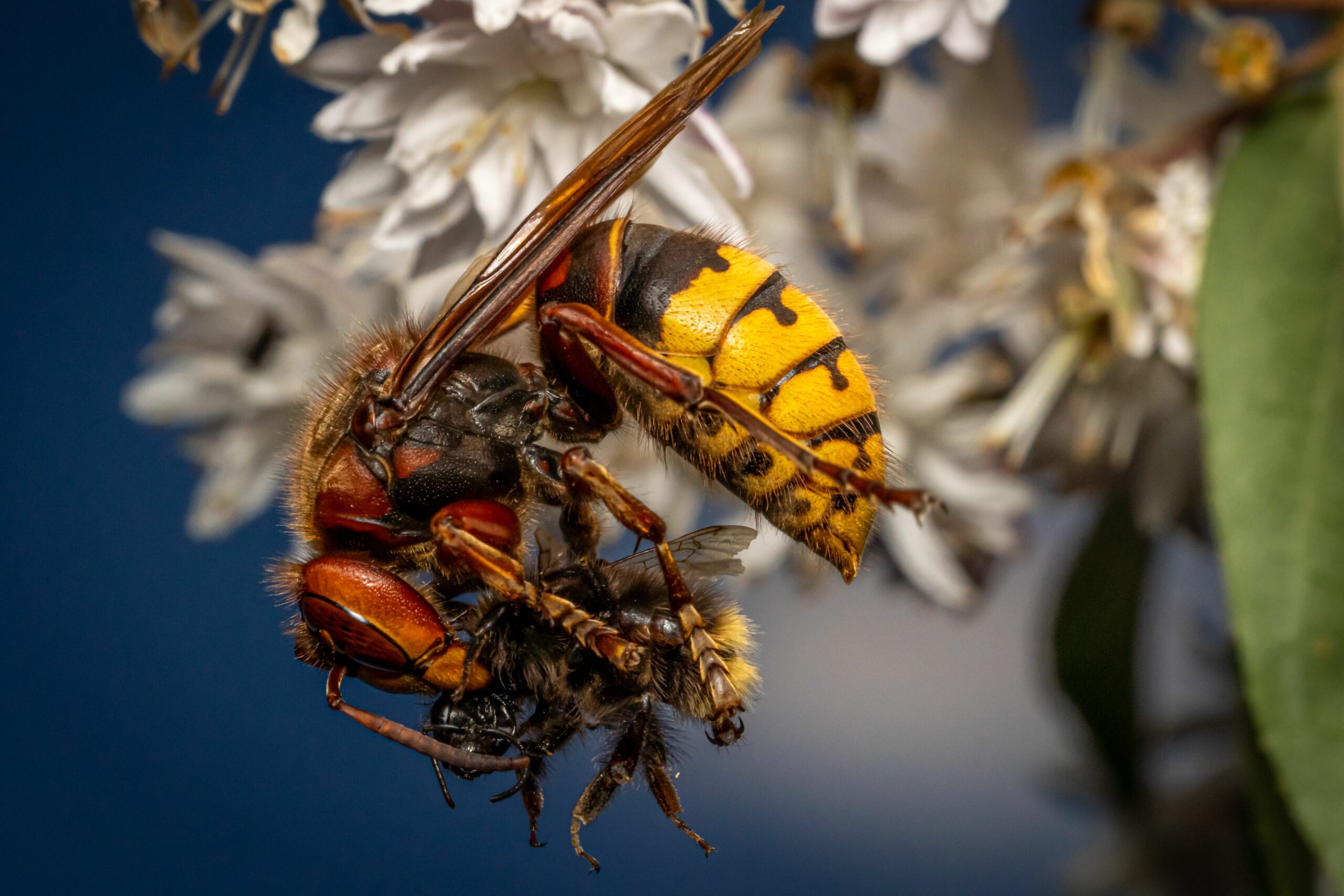 how to keep hornets away - Close up shot of the European hornet eating an insect.