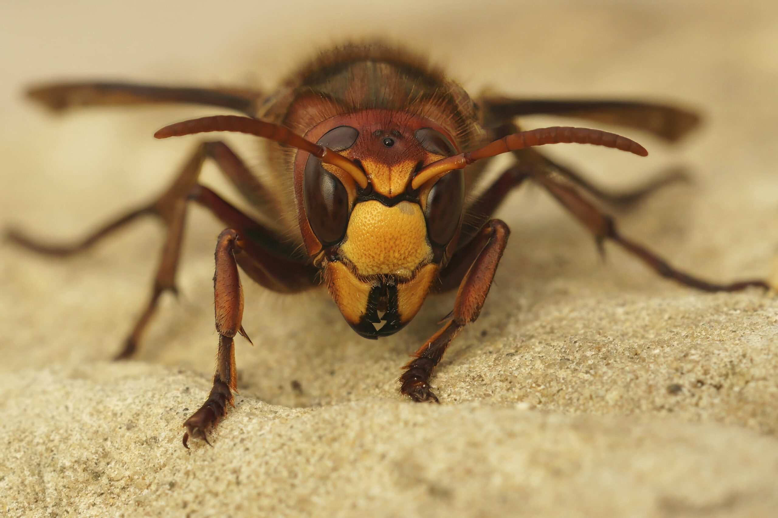 how to deter hornets - Frontal close-up of a European hornet on a sandy surface, showing its striking yellow and red body.
