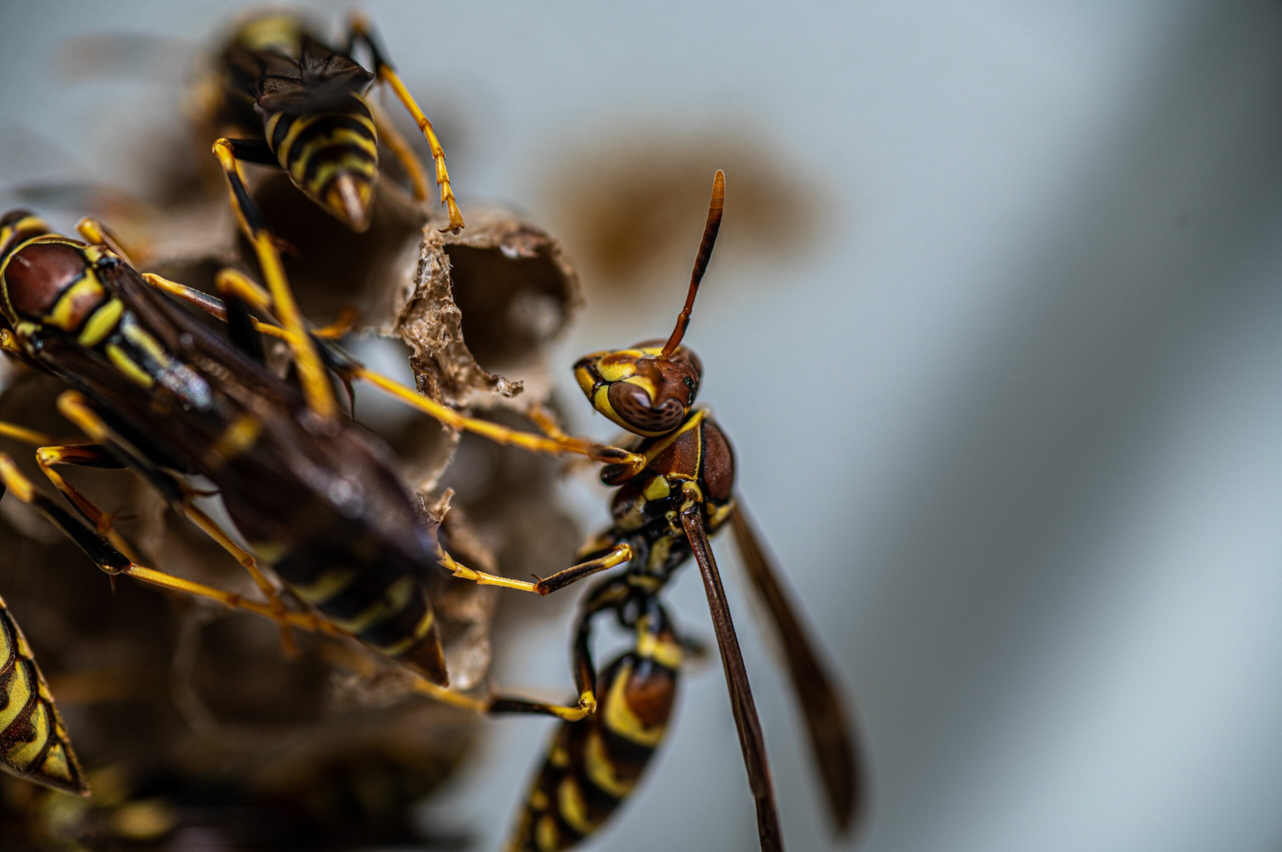 Close-up of yellowjackets building a nest, one of the common species of wasps in Texas