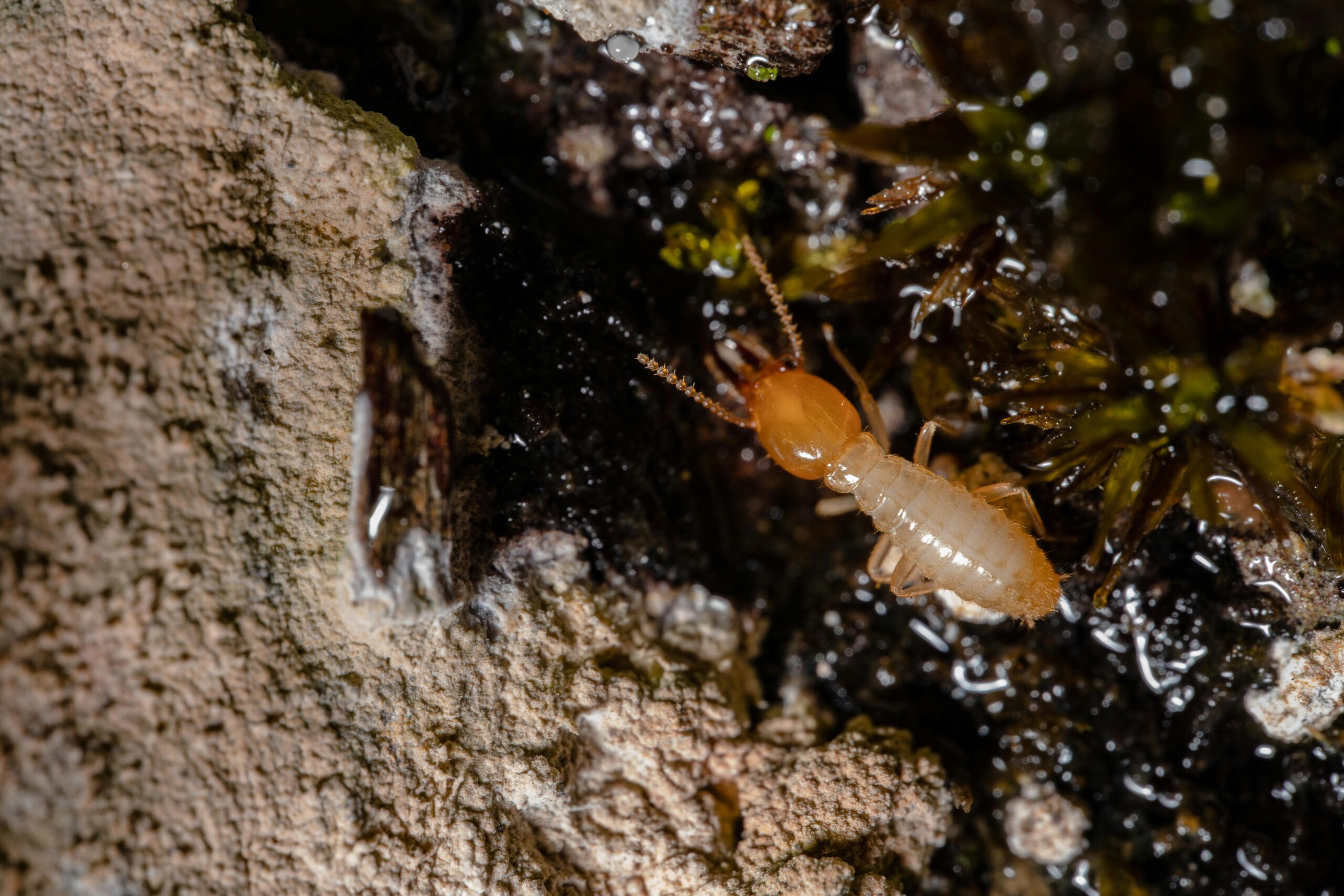 Termite signs visible on damp ground, featuring a close-up of a termite in its active habitat.