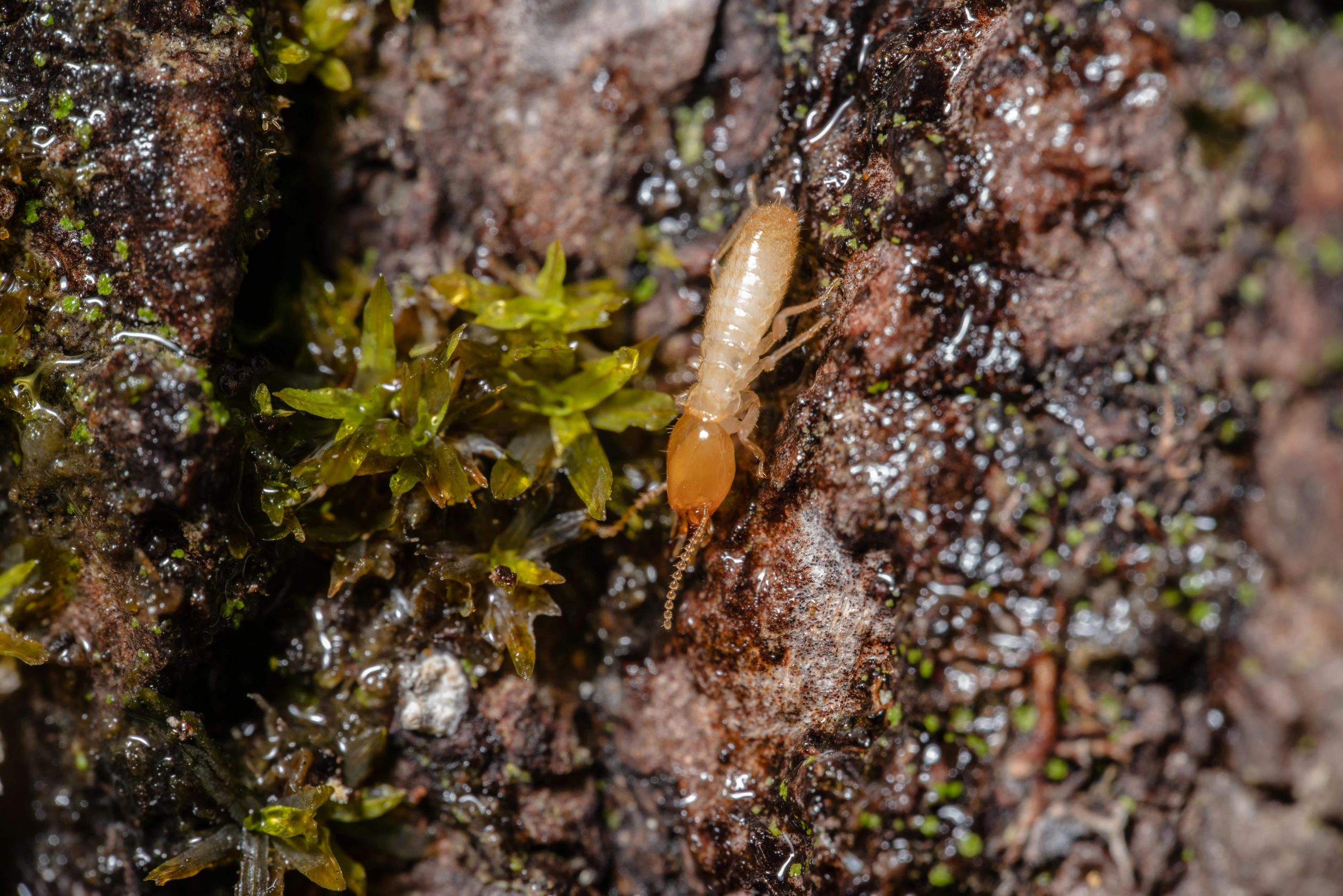 Signs of termites in Texas captured through a termite on a moisture-rich surface, a warning for pest control.