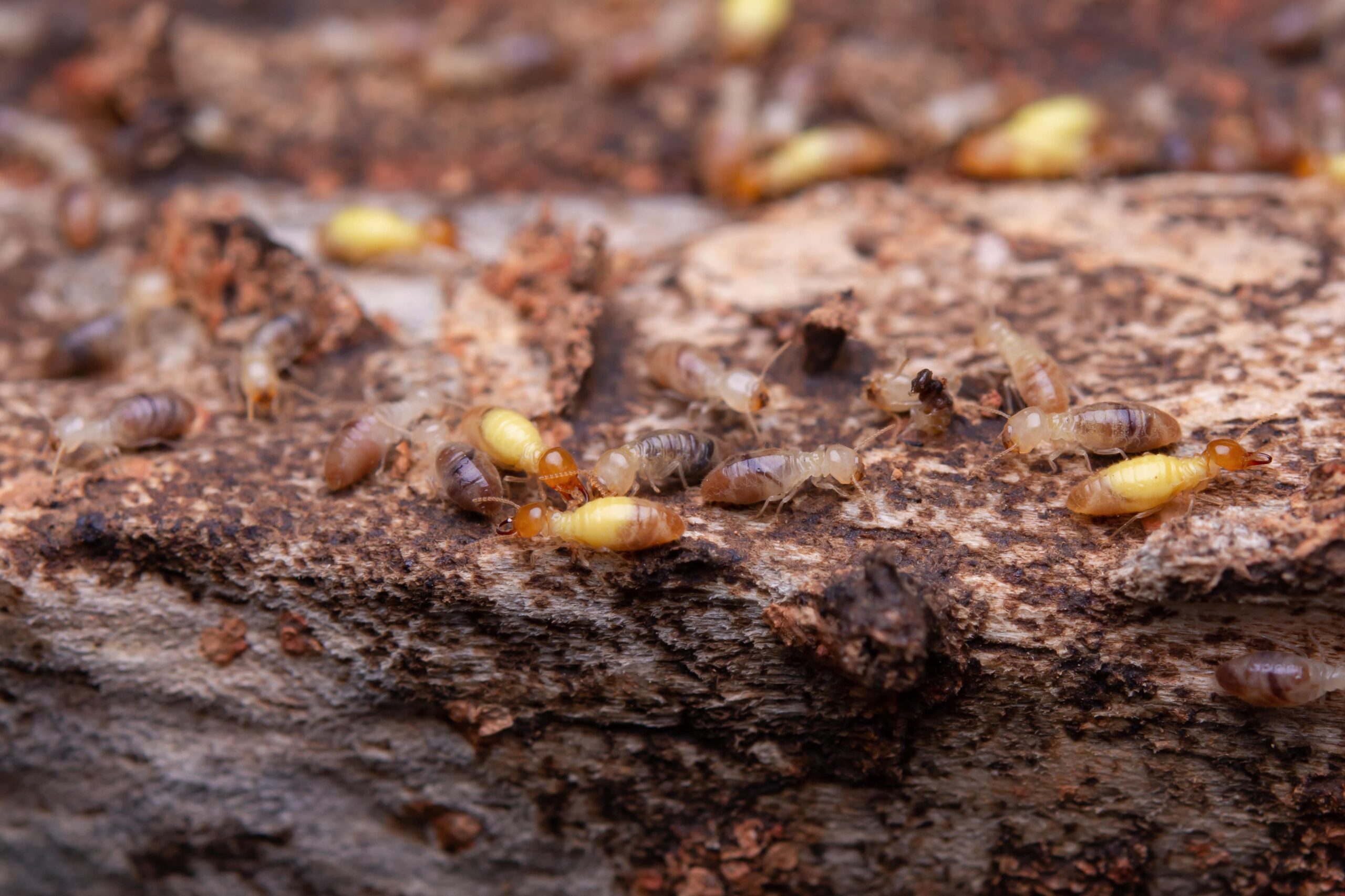 Signs of infestation, with clear evidence of termites navigating decaying wood.