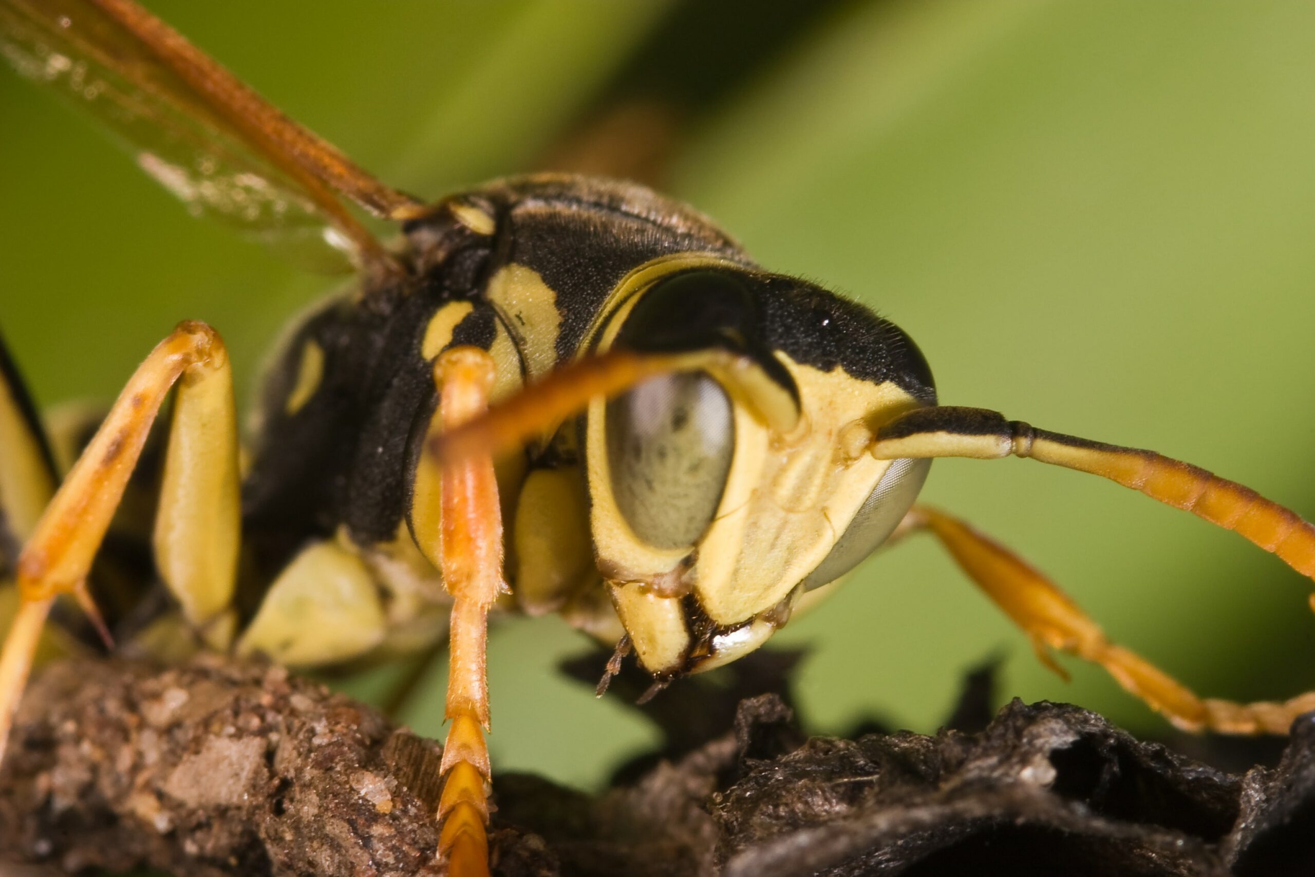 Detailed macro image of a yellow and black paper wasp, highlighting its sharp features and addressing concerns about whether paper wasps are dangerous.