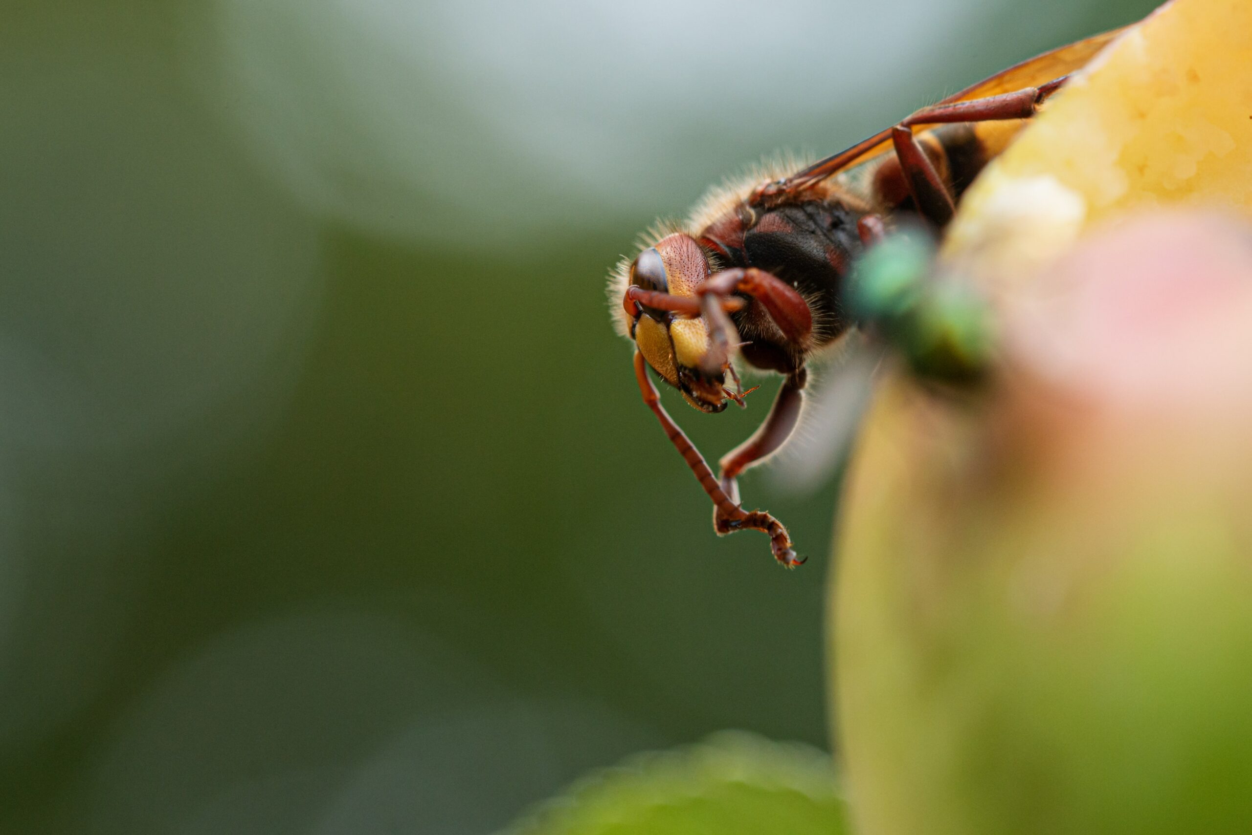 what repels hornets - Close-up of a hornet digging into a ripe apple, with a blurred background.