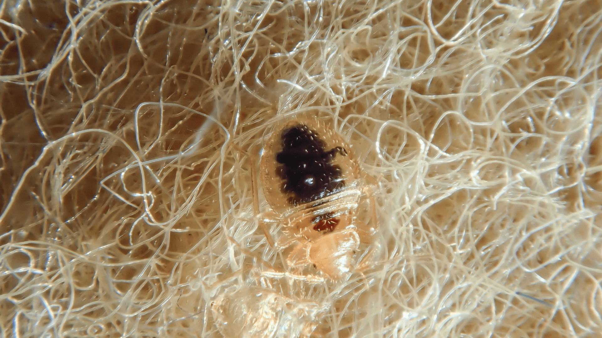 Close-up of a bed bug on fabric, showing why bed bug heat treatment is essential for eliminating these resilient pests