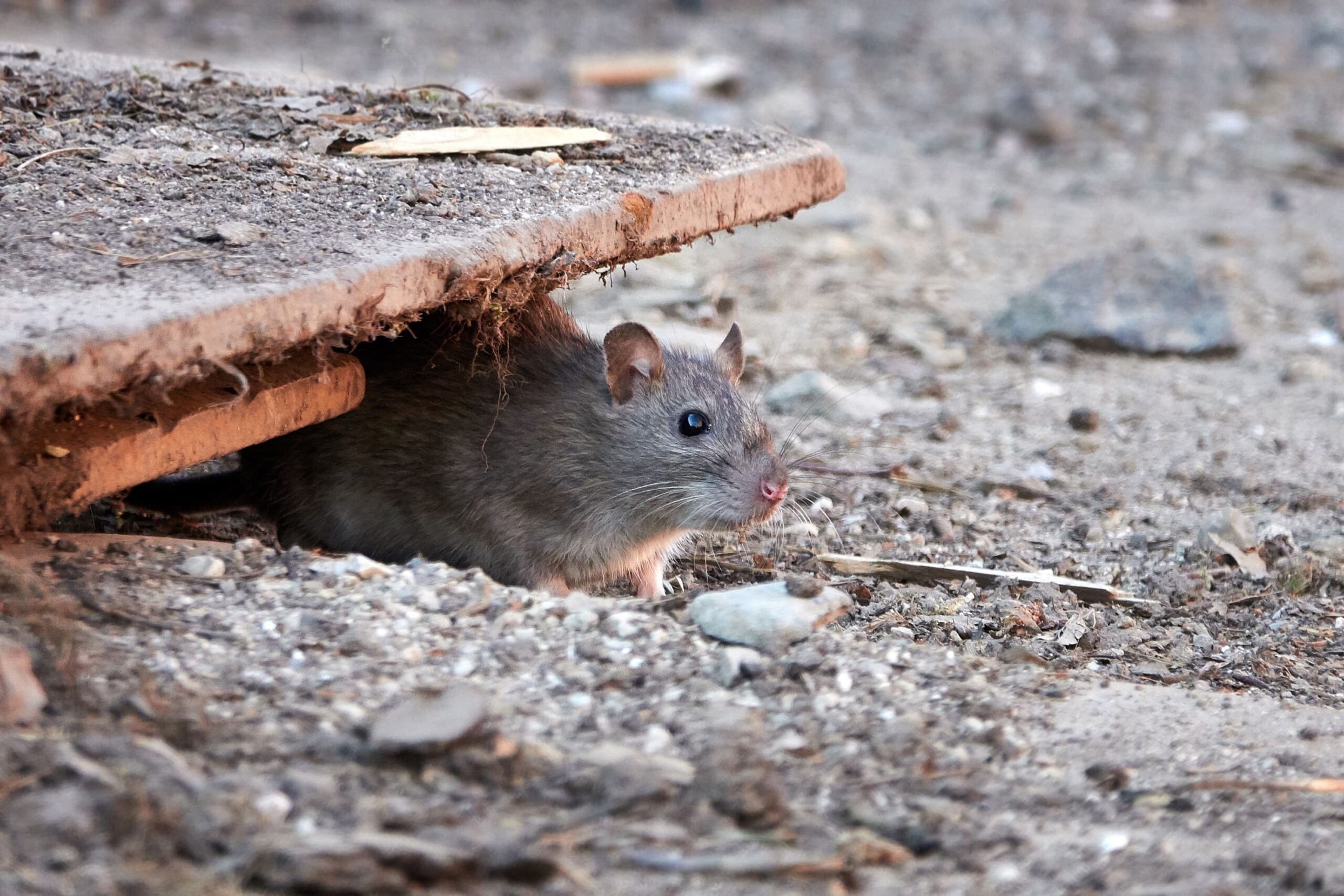 Brown rat hiding under a piece of wood on a dirt surface, illustrating how these pests seek shelter in homes and outdoor spaces, indicating a need for mouse extermination.