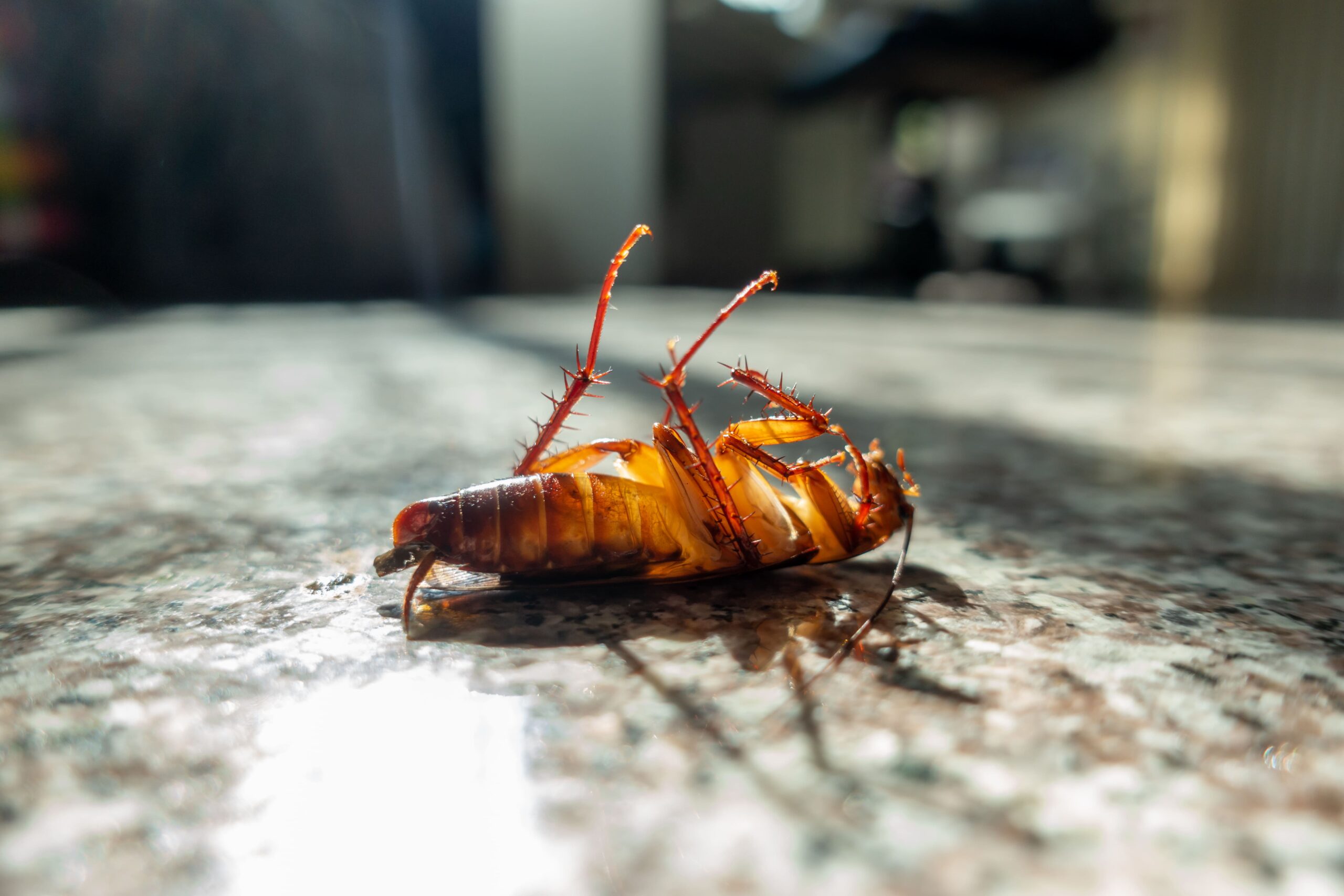 Dead American cockroach, among the common types of Dallas cockroaches