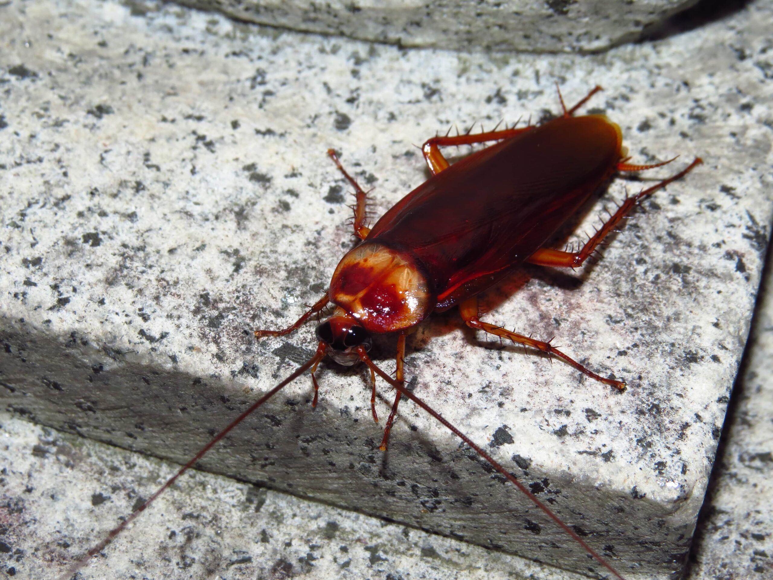 An American cockroach resting on a textured stone step, showcasing its glossy wings and antennae, illustrating typical cockroach size and appearance.