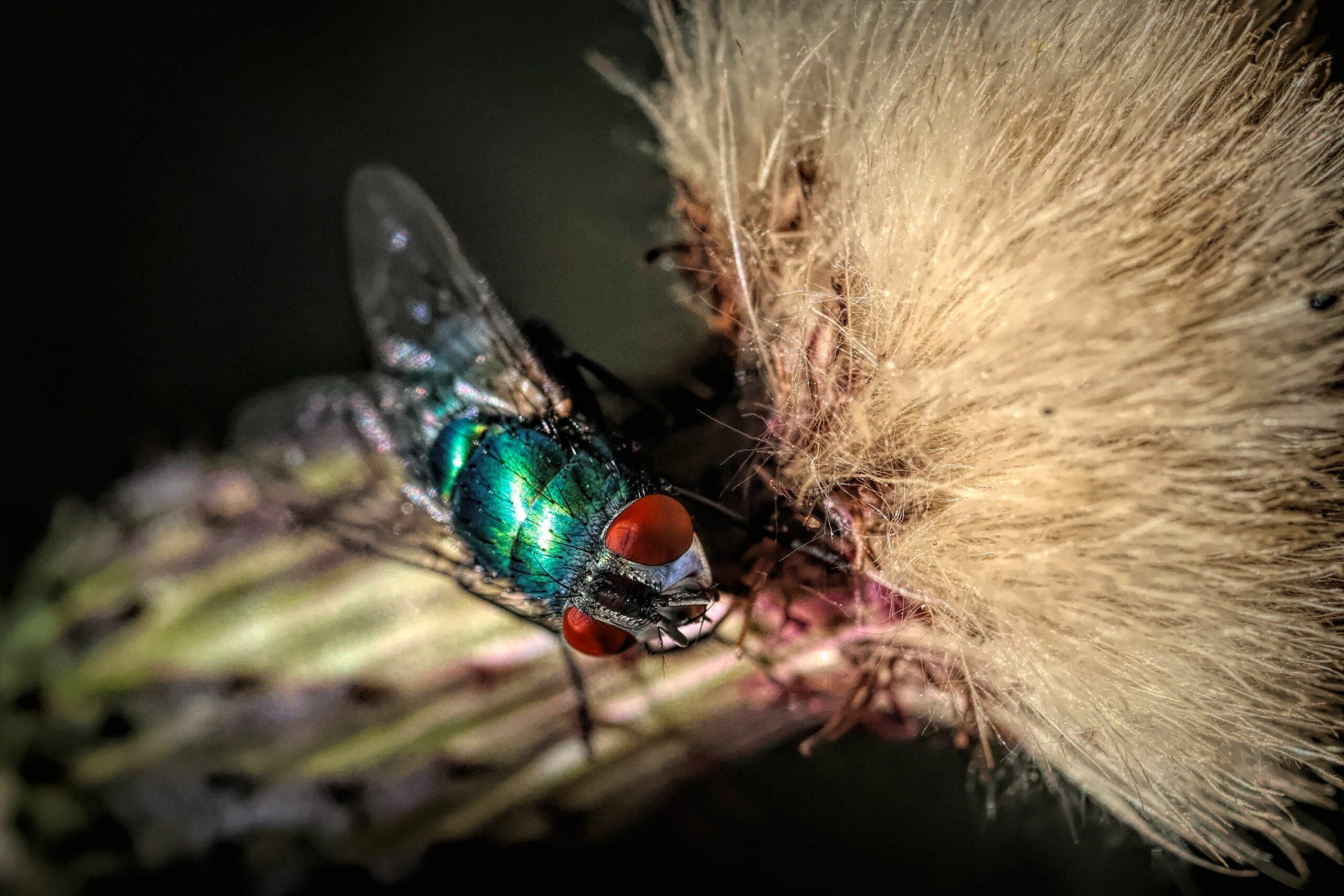 Close-up of a green bottle fly with red eyes on a plant, illustrating one of the dangerous types of flies known for spreading diseases.