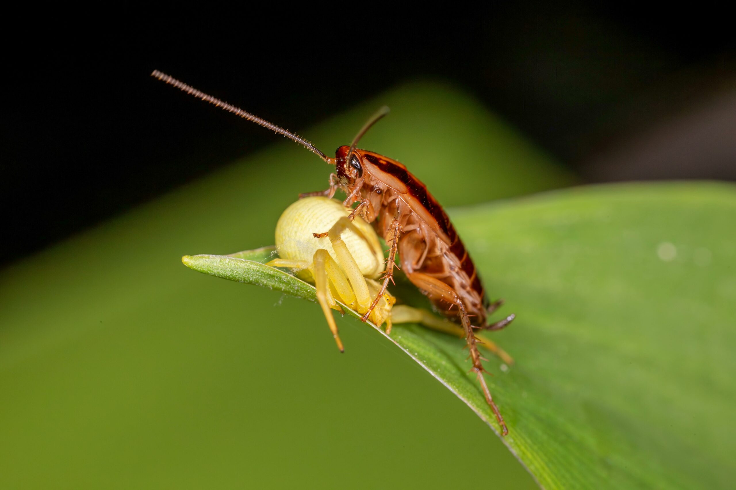 A cockroach perched on a green leaf eating a yellow spider, highlighting the opportunistic feeding behavior of cockroaches in outdoor environments.