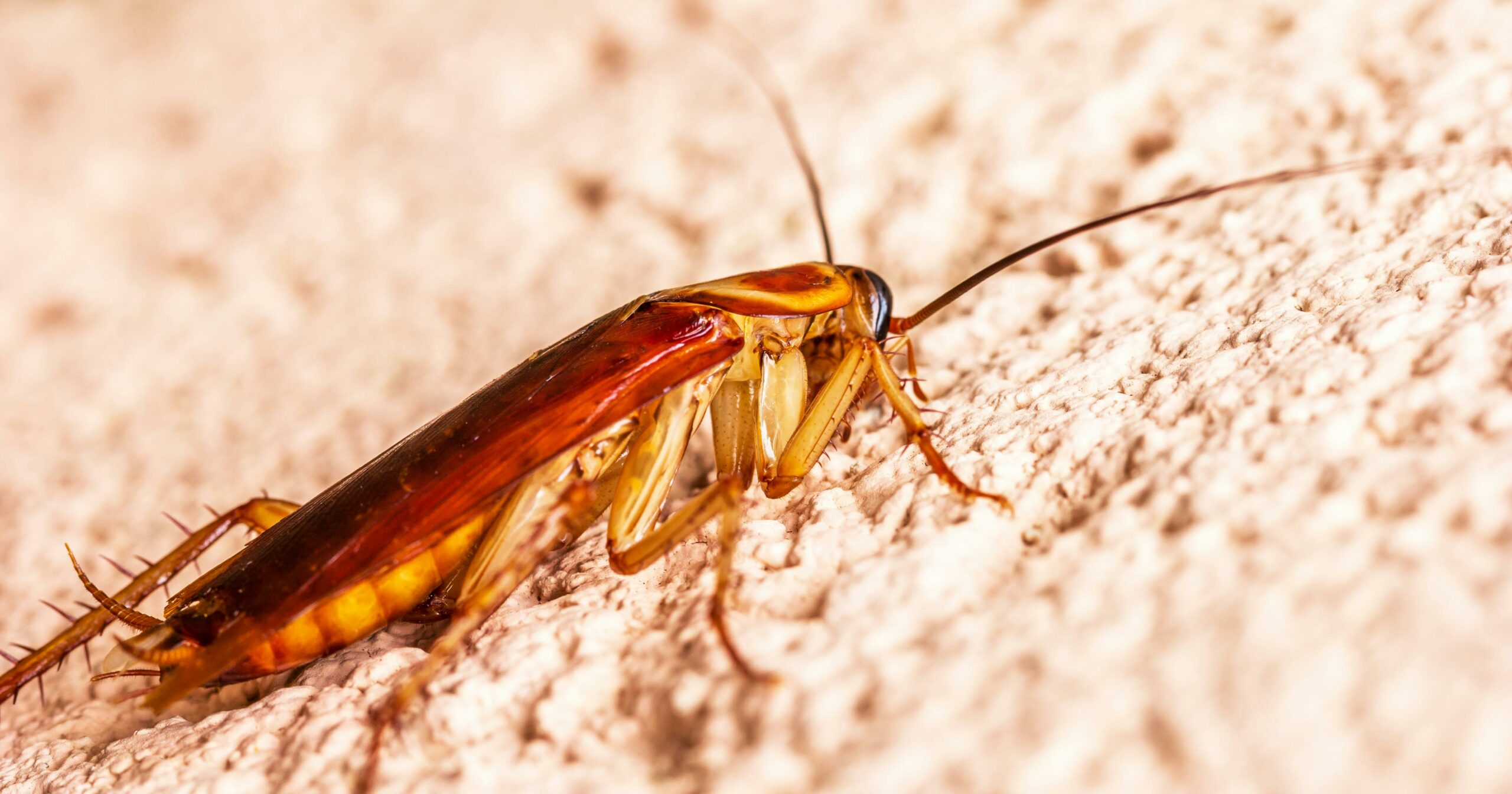 Close-up of an American cockroach, one of the common types of cockroaches in Texas