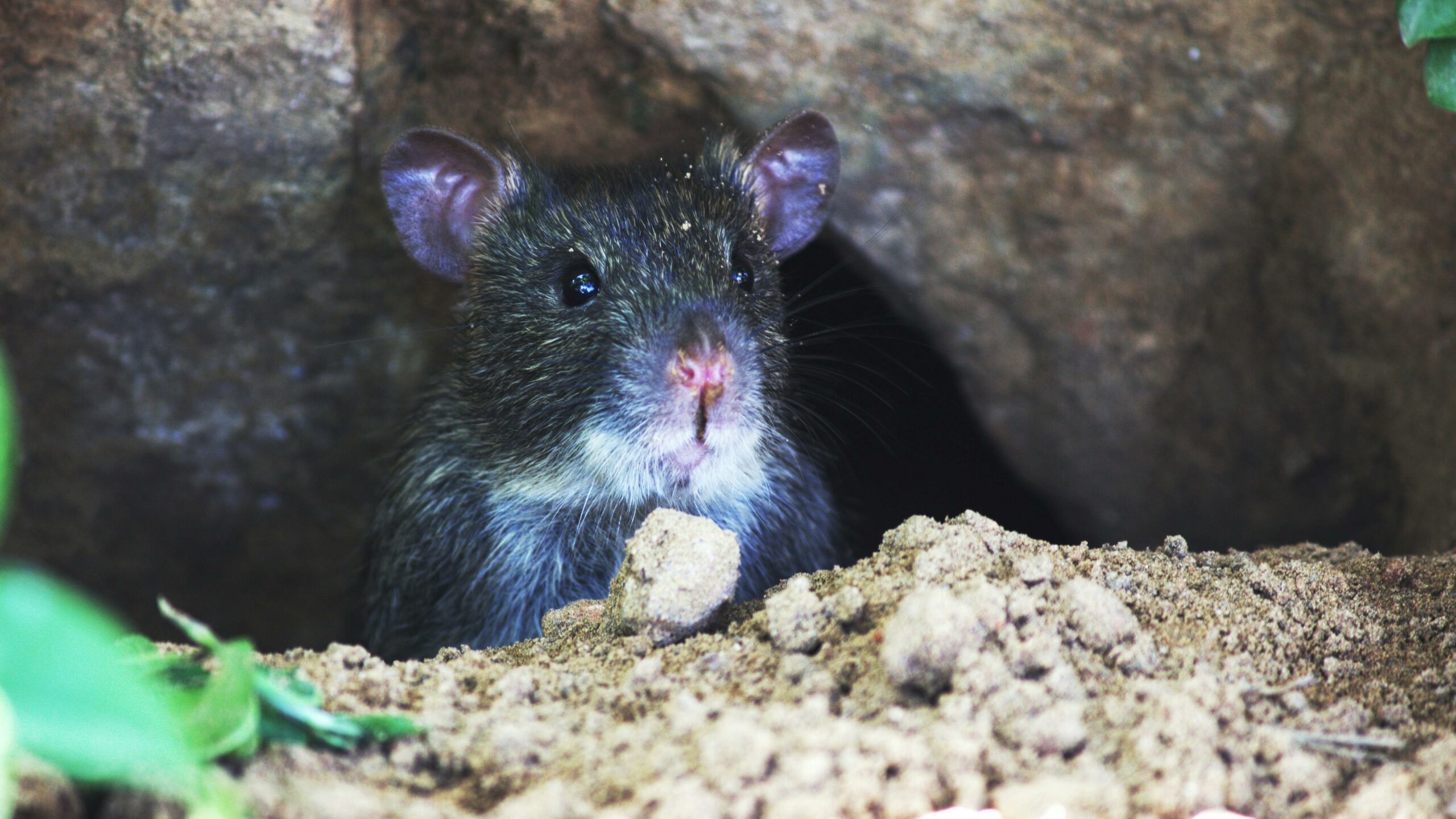 roof rats texas - A roof rat looking out from a hole in the ground, showing its distinctive features like large ears and whiskers.