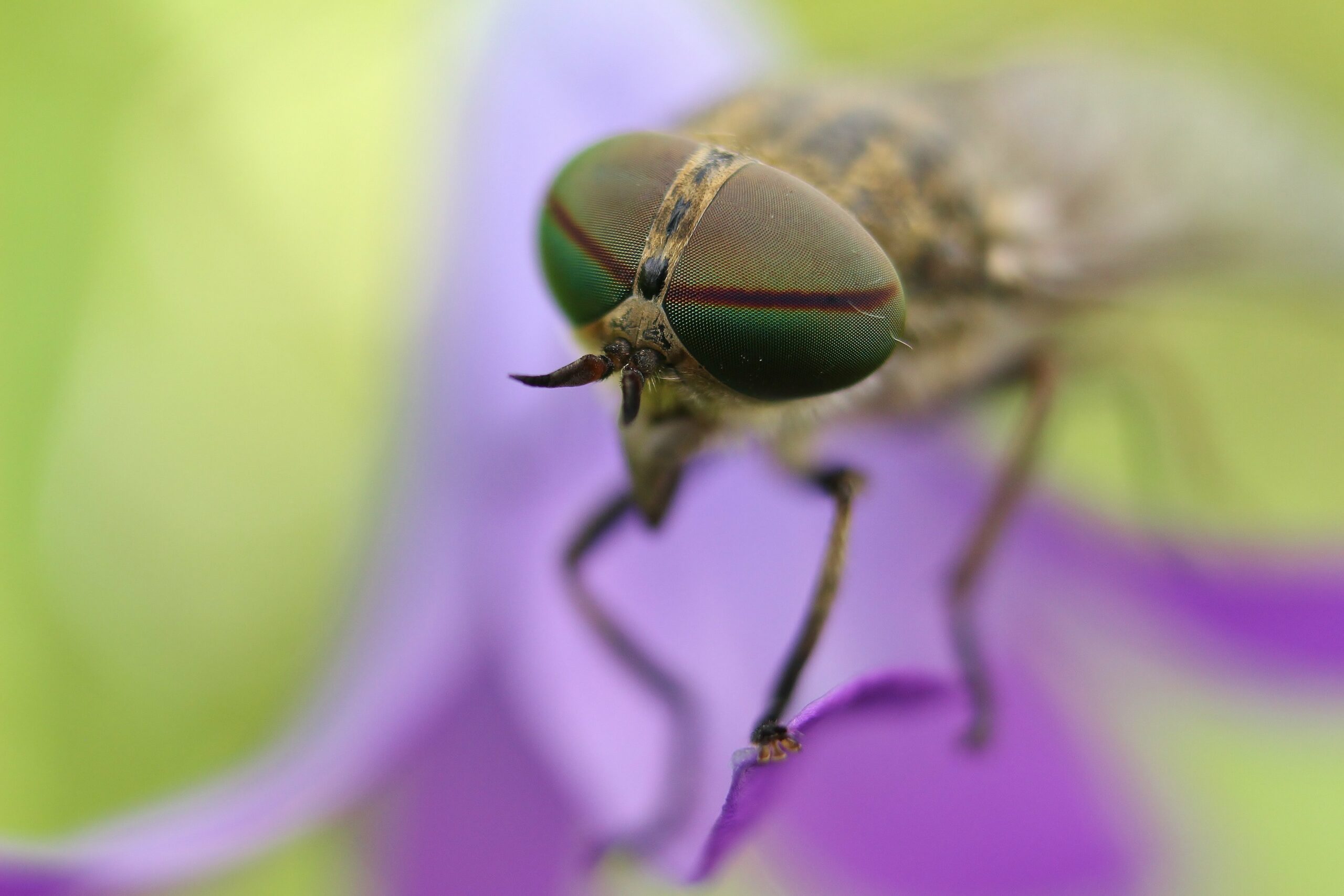 Close-up of a horse fly with vibrant green eyes resting on a purple petal, showcasing the distinctive features of biting flies.