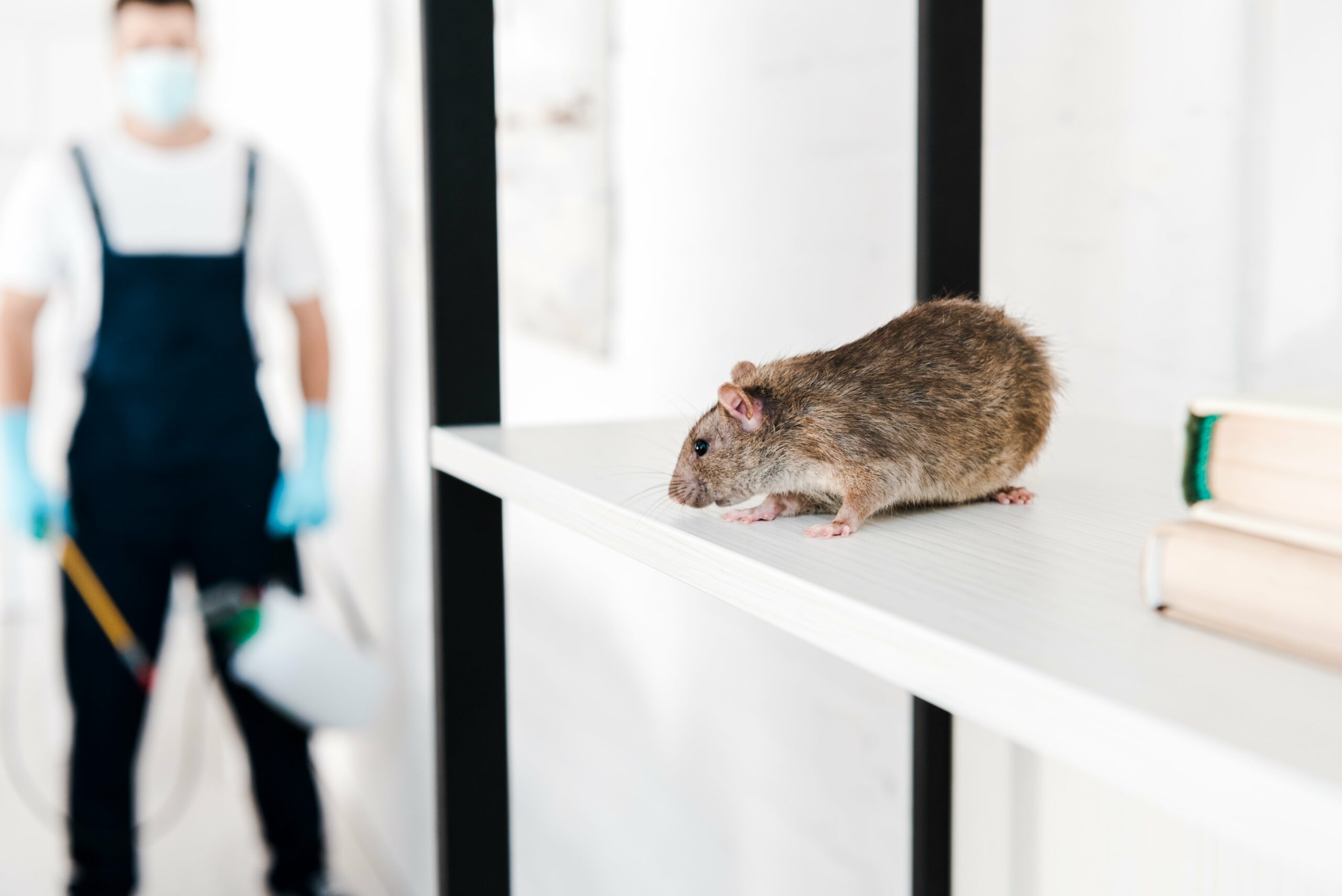 A mouse on a white shelf with an exterminator for mice in the background, holding pest control equipment.