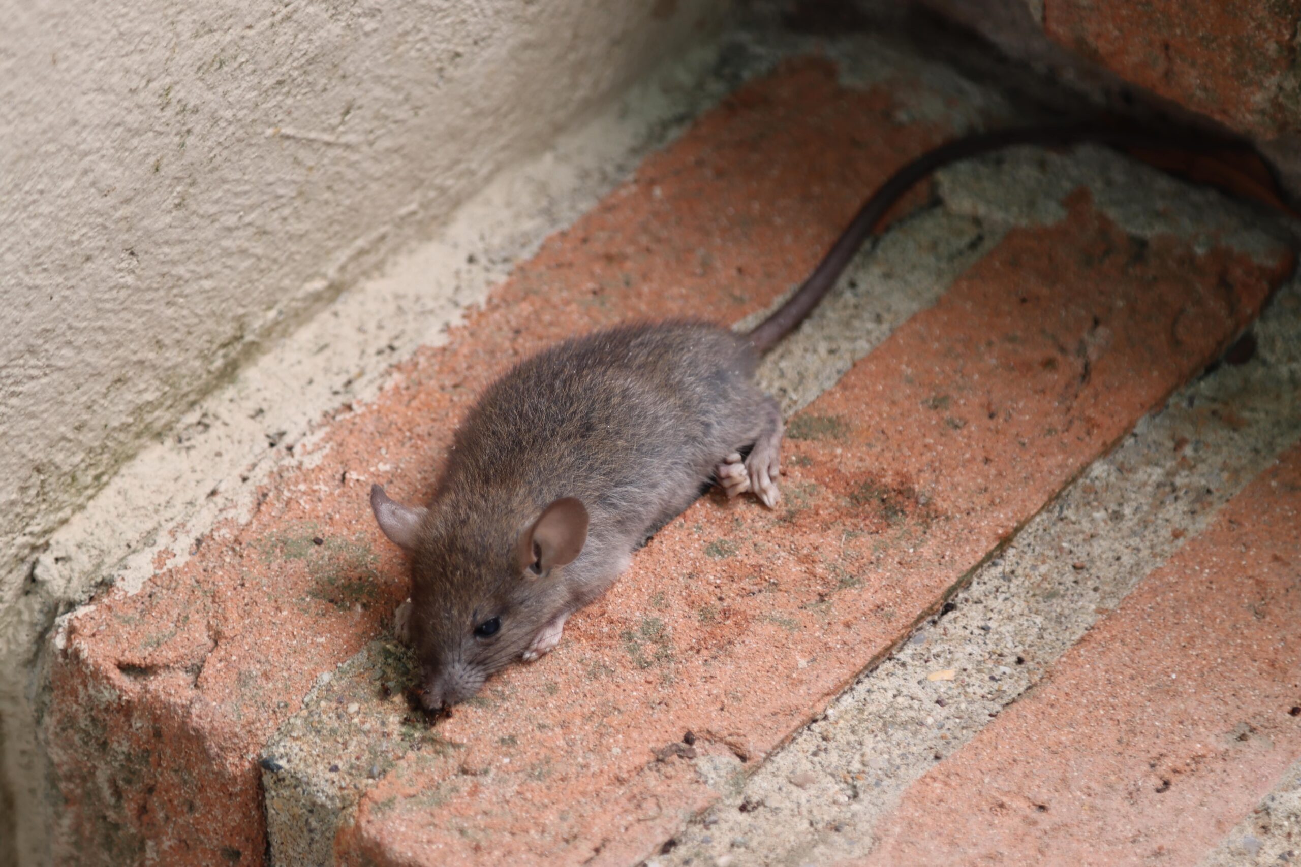 Small mouse resting on a brick step near an outdoor wall, highlighting the need for rodent control commercial services