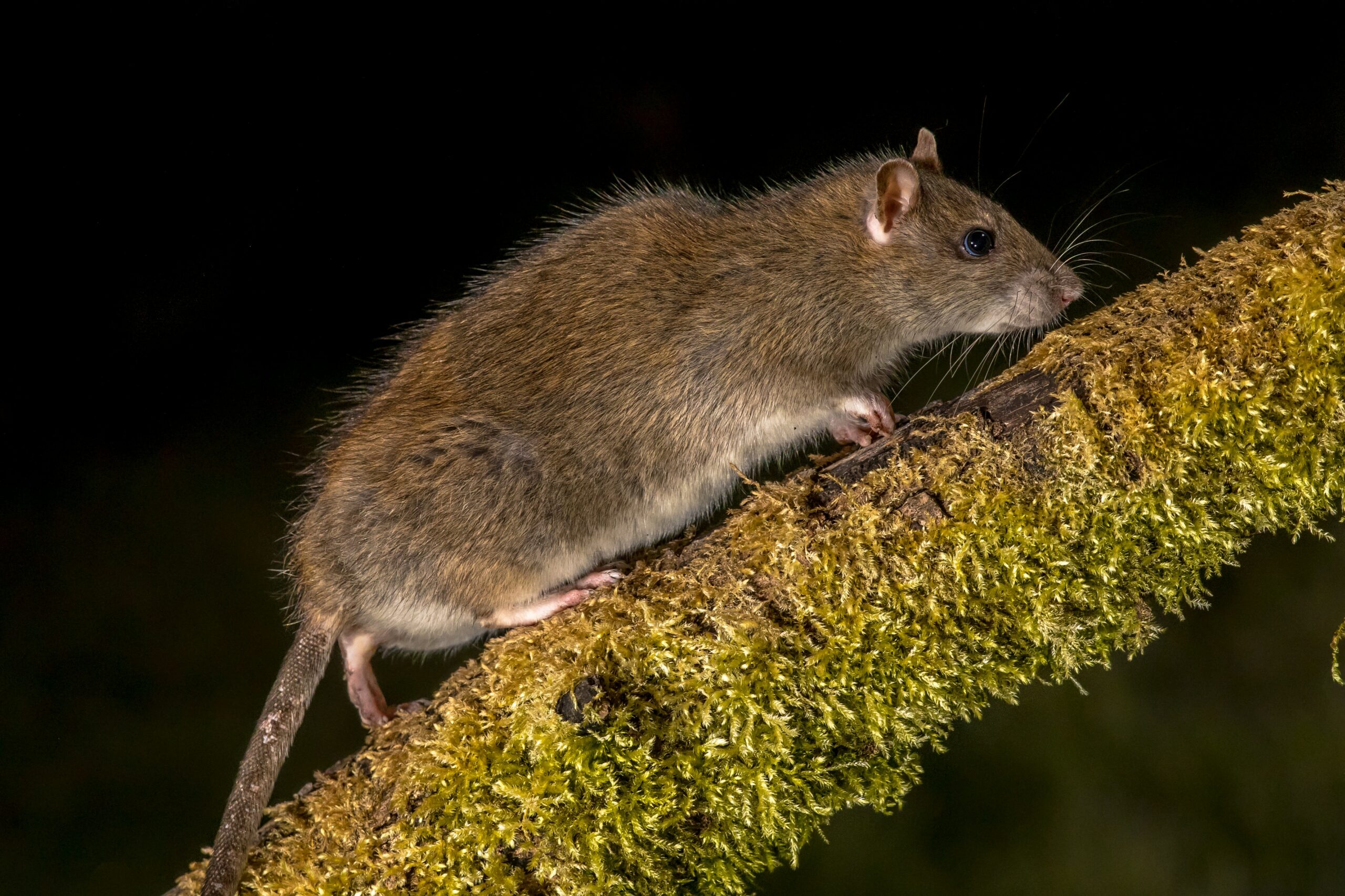 Close-up of a tree rat climbing a mossy tree branch at night, representing tree rats in Texas and their outdoor behavior.