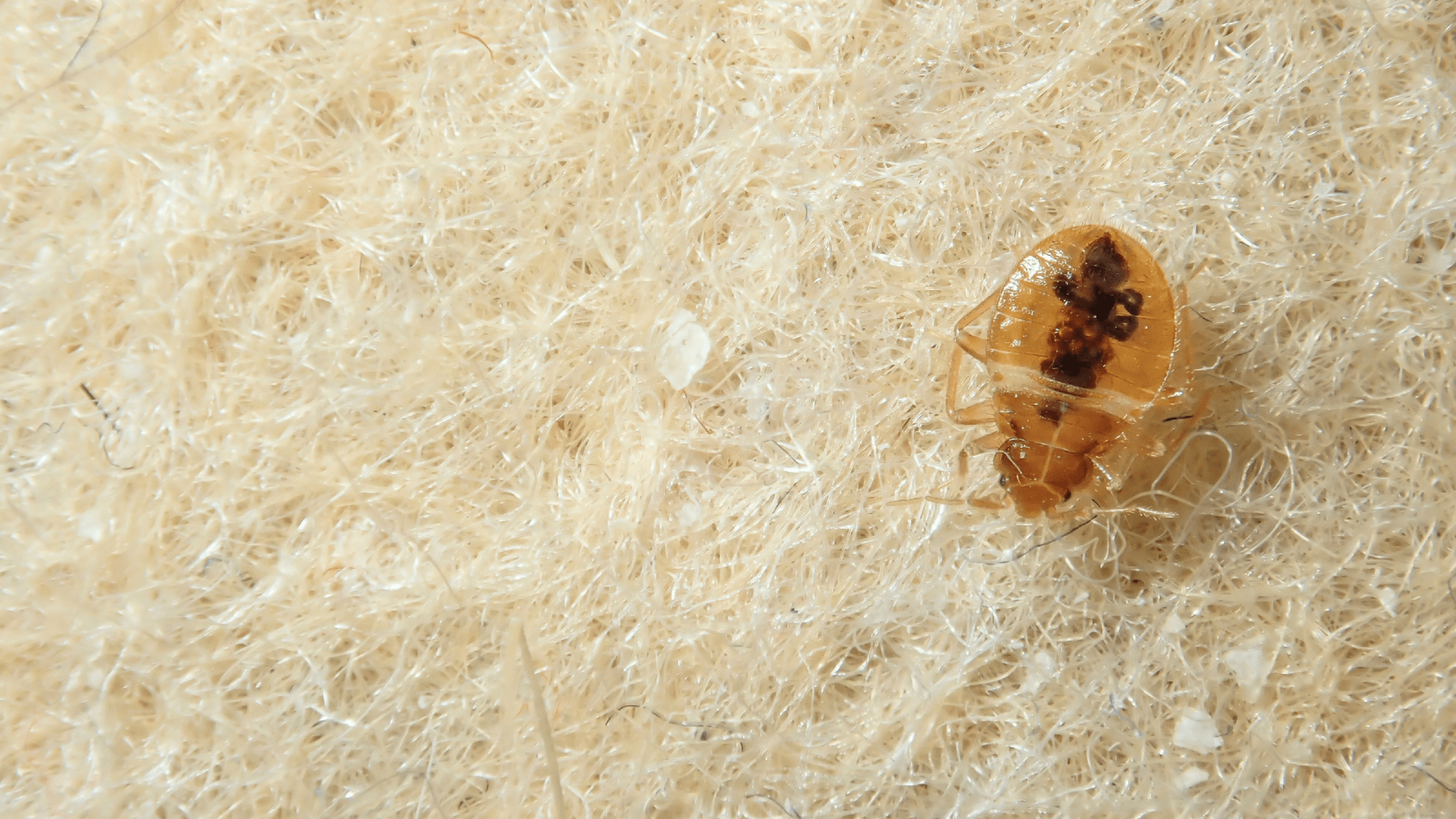 Close-up of a bed bug on mattress fibers, showing why Dallas bed bug heat treatment is necessary for complete elimination of these pests
