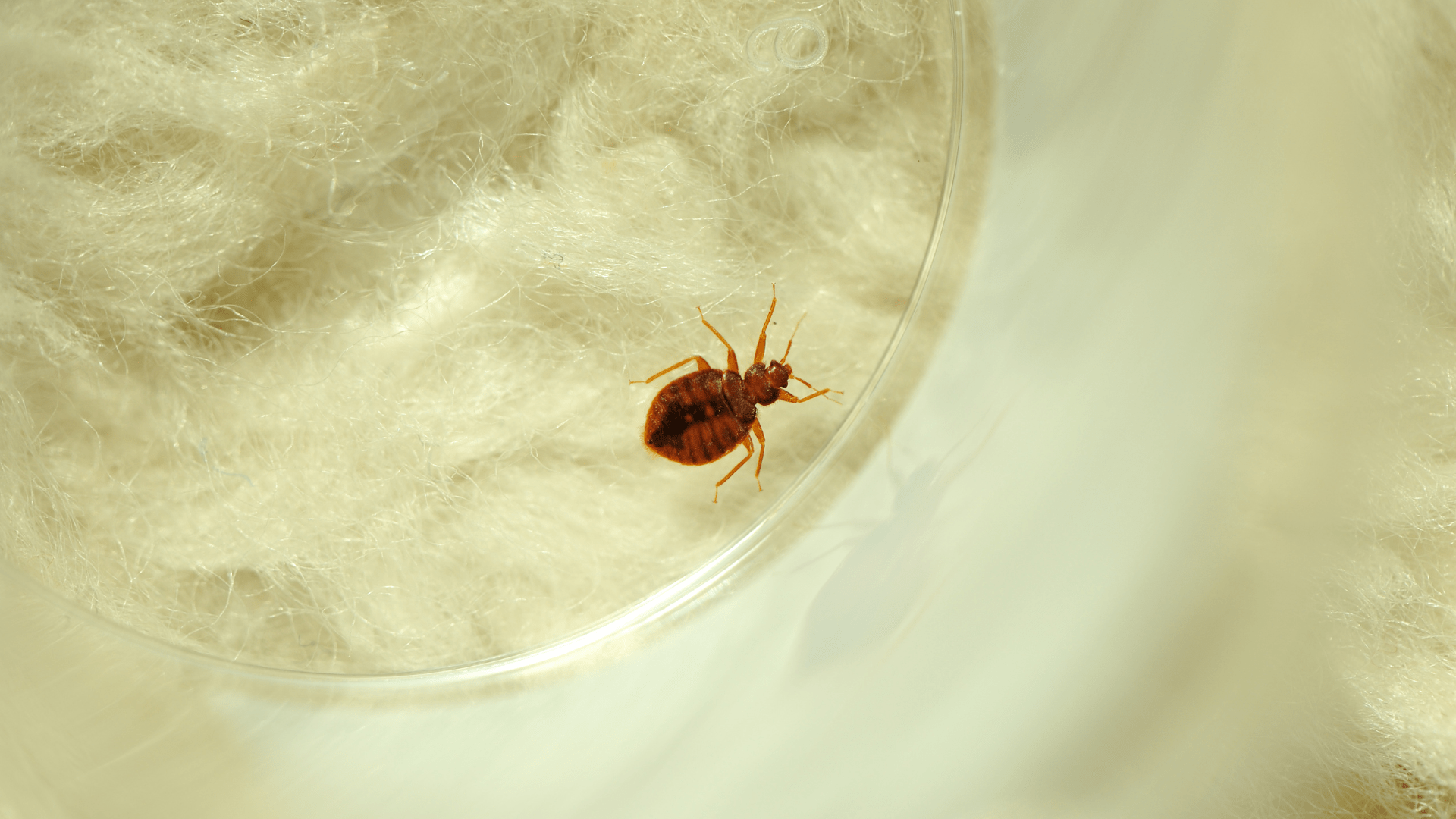 Close-up photo of a bed bug on a white surface, highlighting why professional bed bug control in Dallas is essential for proper identification and treatment.