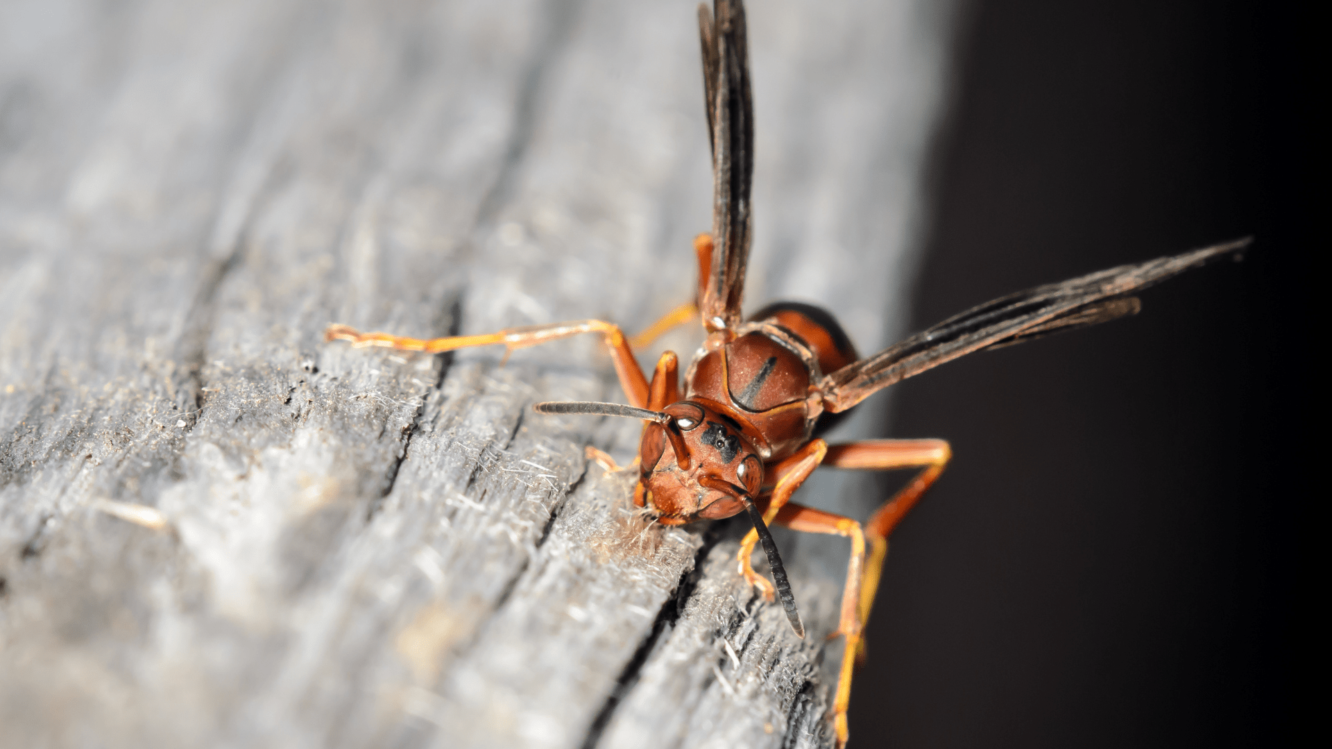 Red and black wasp macro photograph showing detailed facial features and antennae as it crawls on weathered wood
