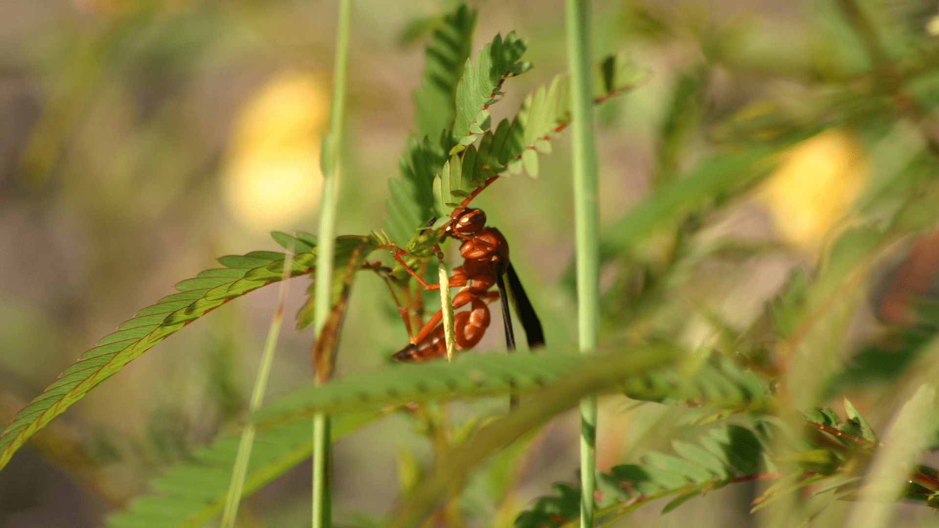 Red wasp in Texas - dangerous species shown in natural habitat, perched on green foliage while foraging for food