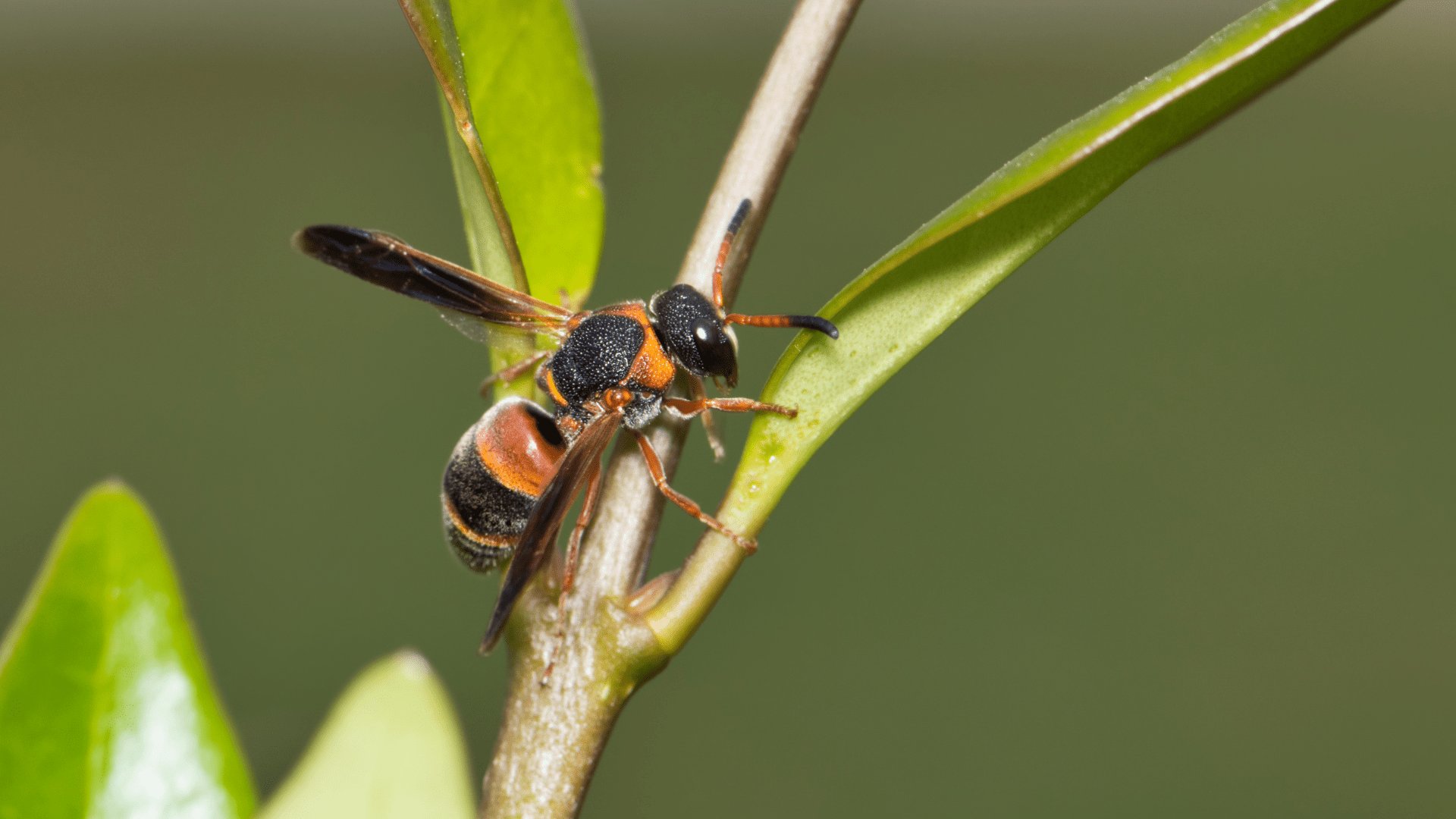 Black and red wasp in Texas photographed in sharp detail on a green plant stem, showing distinctive striped coloring and wing pattern