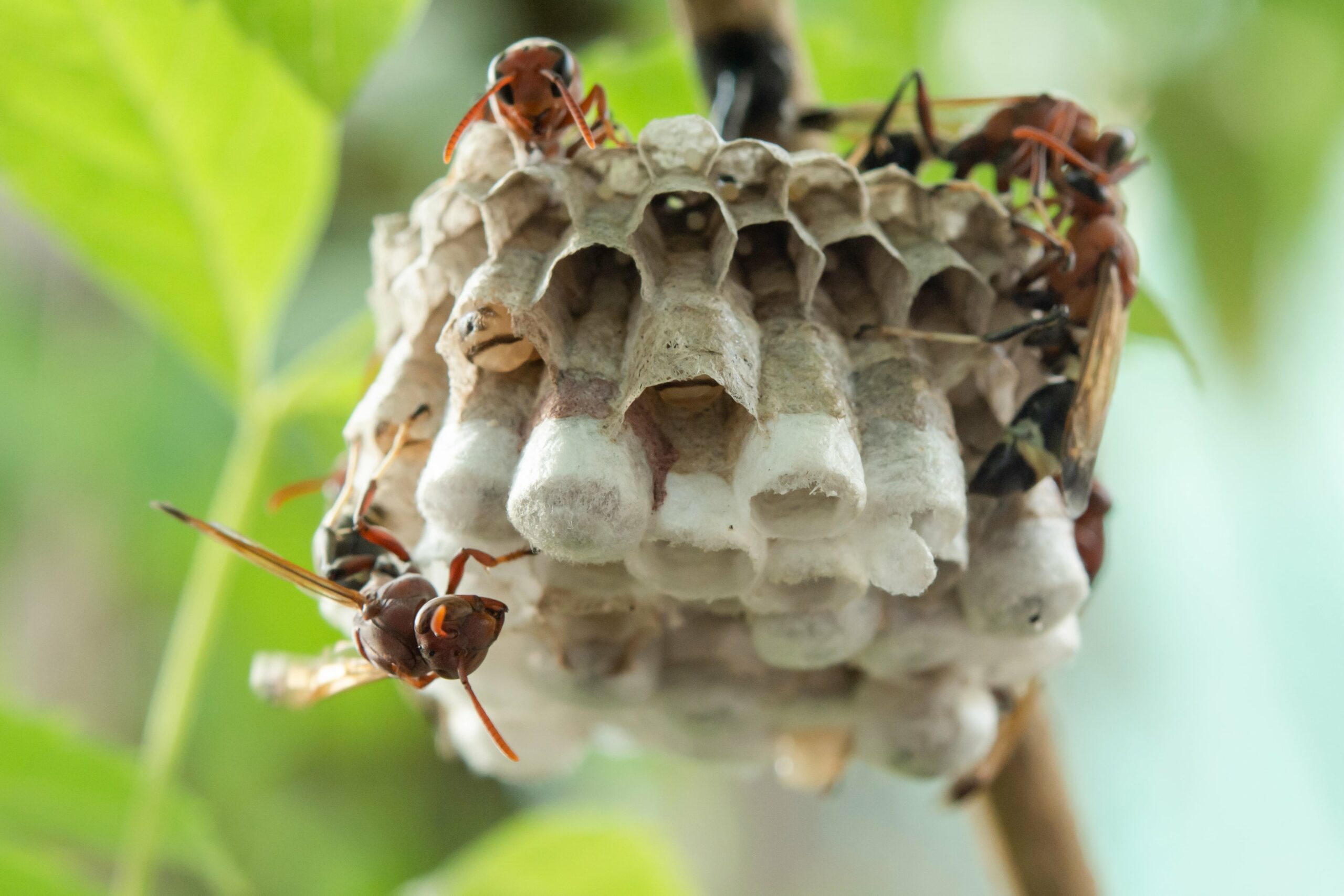 Red and black wasp in Texas tending to larvae in paper nest, showing multiple workers caring for white-capped cells against green foliage